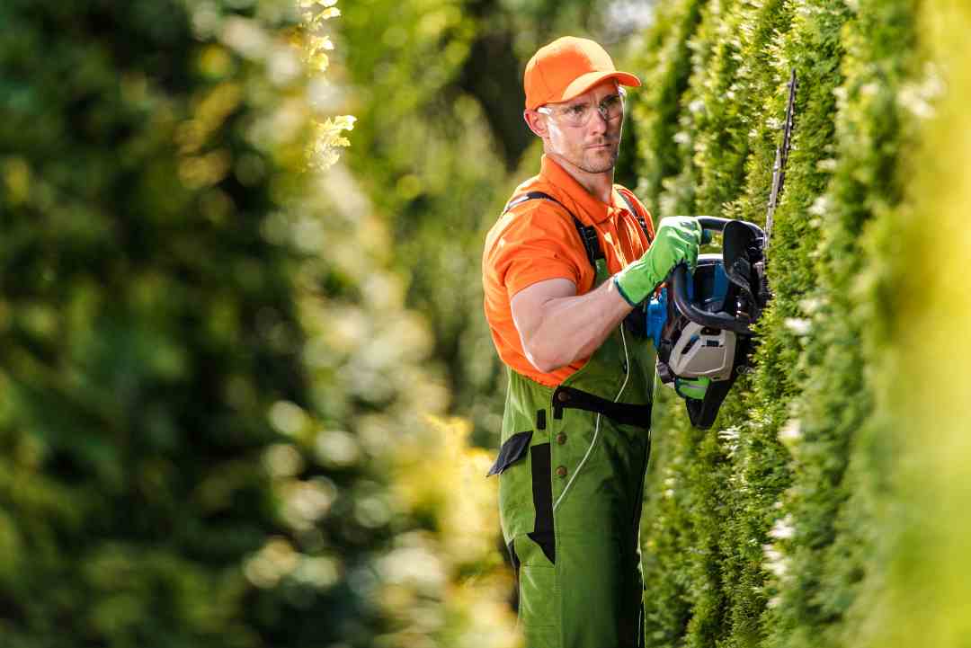 Hedge Trimming