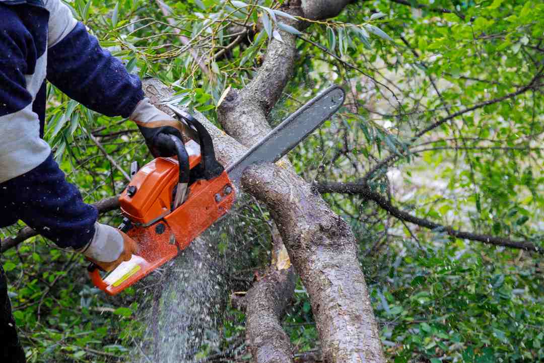 Tree Pruning
