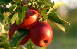 Sri Lanka has world’s second-costliest apple price ?