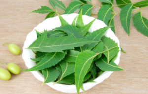 Health Benefits of Margosa / Neem Tree